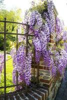 The bunches of wisteria photo