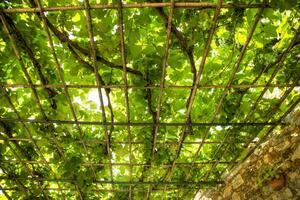 Pergola covered by the vine plant photo
