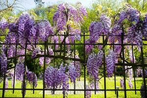 The bunches of wisteria photo