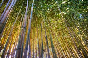 Yellow bamboo cane photo