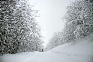 Snowshoeing in the snowy forest photo