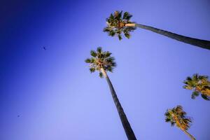 Four tall palms photo