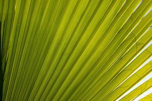 Details of the palm leaf photo