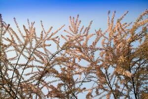 The Tamerice flower with small flowers photo