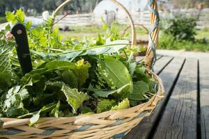 Wild grass for food use photo