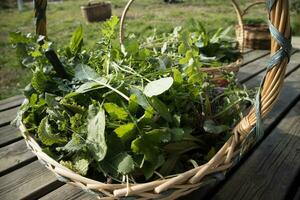 Wild grass for food use photo