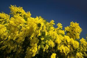 The yellow flower of Mimosa photo