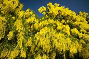 The yellow flower of Mimosa photo