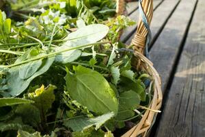 Wild grass for food use photo