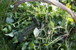 Wild grass for food use photo