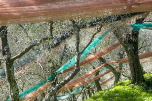 Olive grove after harvest photo