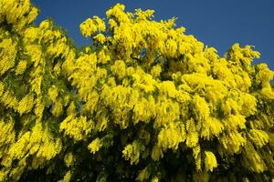 The yellow flower of Mimosa photo