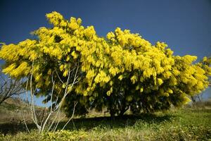 The yellow flower of Mimosa photo