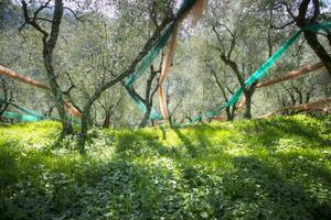 Olive grove after harvest photo