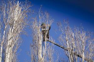 Pruning of tall trees photo