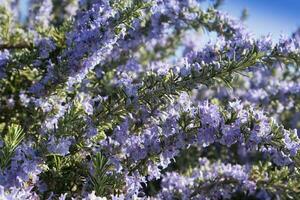 The rosemary plant in bloom photo