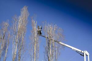 Pruning of tall trees photo