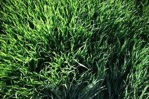 Wind effect on wheat photo