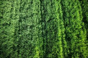 Newborn green wheat photo