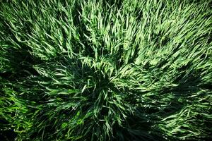 Wind effect on wheat photo
