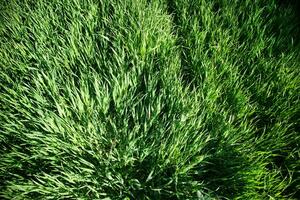 Wind effect on wheat photo