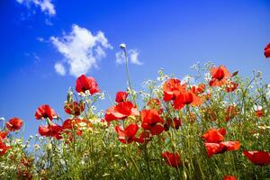 Poppy and chamomile photo