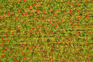 Top view of a poppy field photo