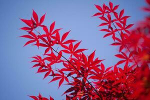 The leaves of red maple photo