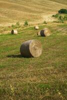 Hay harvest in Tuscany photo