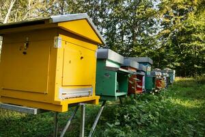 a row of beehives photo