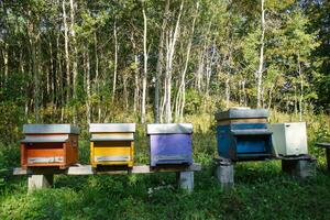 a row of beehives photo