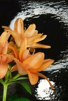 The flower of the orange Lilium bulbiferum photo