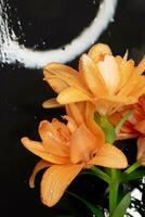 The flower of the orange Lilium bulbiferum photo