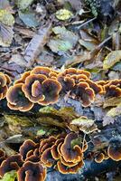 Variety of Inonotus mushroom photo