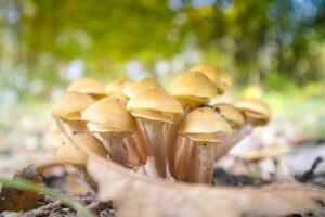 Varieties of undergrowth mushrooms photo