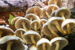 Variety of undergrowth mushrooms photo