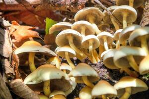 Variety of undergrowth mushrooms photo