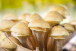 Varieties of undergrowth mushrooms photo