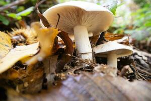 Varieties of undergrowth mushrooms photo