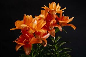 The flower of the Lilium in the orange variety photo