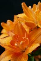 The flower of the Lilium in the orange variety photo