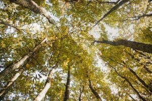 Bottom view of a beech forest photo