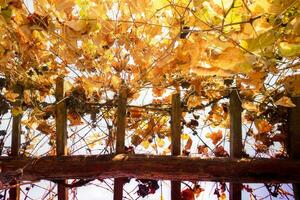 el color de el vino hojas foto