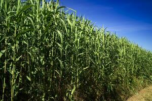 Common thicket in summer photo