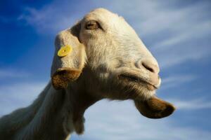 Goat of the Ionian breed photo