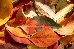 The colored leaves of the persimmon photo
