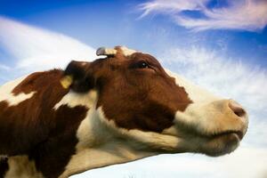 Portrait of the Italian red spotted cow photo