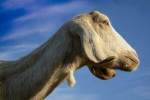 Goat of the Ionian breed photo