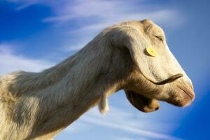 Goat of the Ionian breed photo