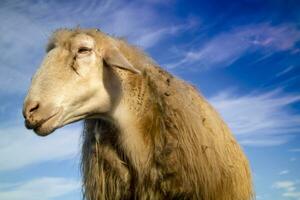 Portrait of the Italian sheep photo